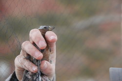 rosy-finch in net.jpg